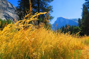 Half Dome from the valley