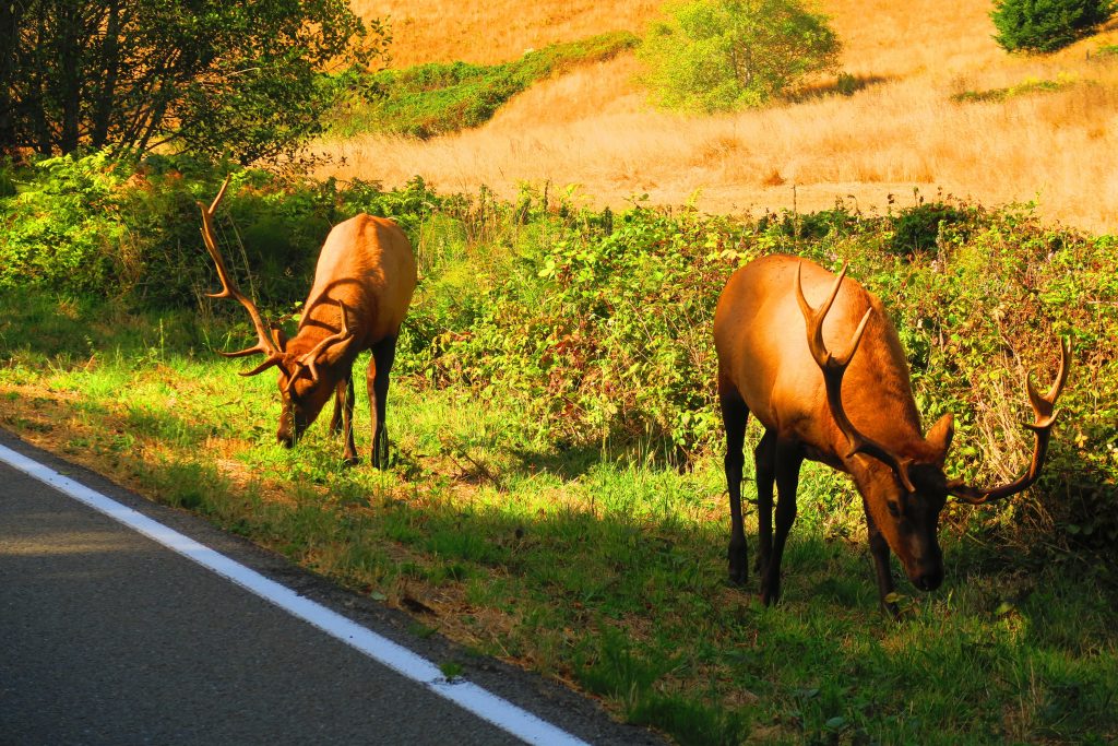 Never know what's going to be on the other side of a blind corner! (Taken on the Oregon side of 101) 