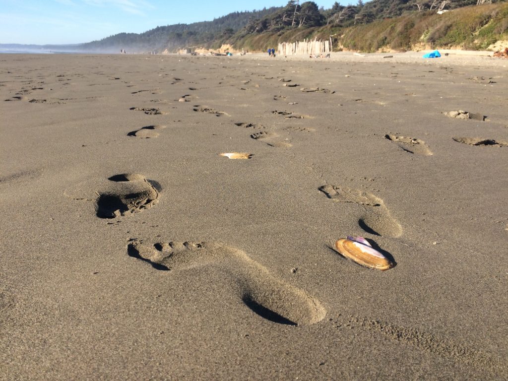 Went for a evening walk on the beach at the campground in the Olympic National Forest.